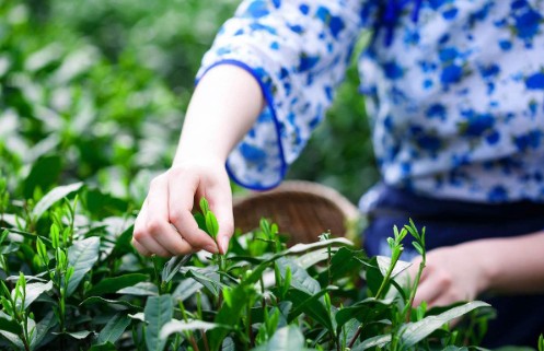 茶叶行业定制防伪标签适合什么防伪技术