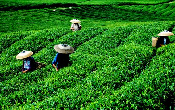 茶叶溯源系统 茶叶溯源系统